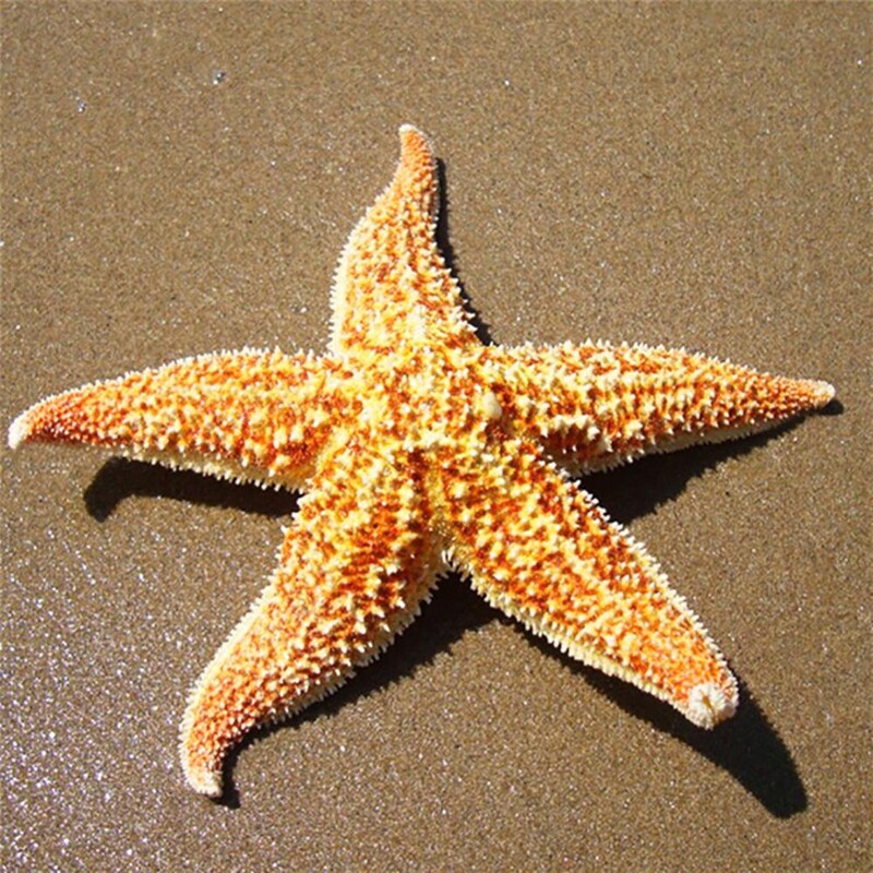 2 kom osušene morske zvijezde Morske zvijezde za plažu Ukrasi doma za vjenčanja