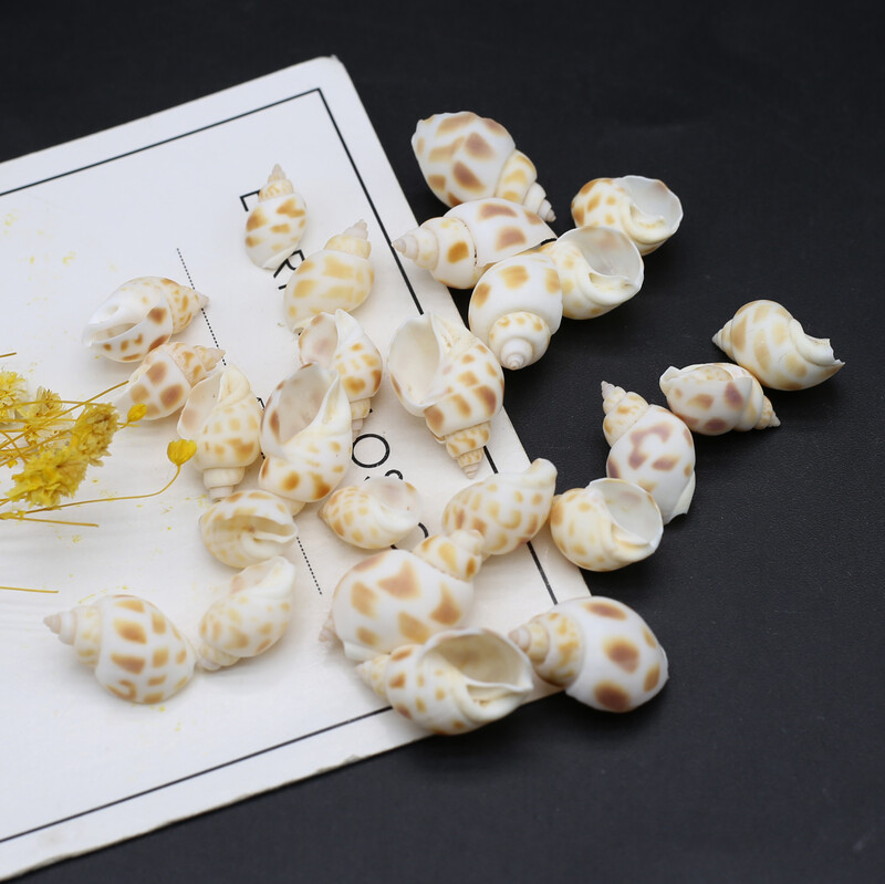 100g Cochilii naturale Conc Artizanat mic Bricolaj Brelocuri pentru confecţionarea brăţărilor Cercei Accesorii pentru bijuterii Decor pentru acvariu pentru acvariu