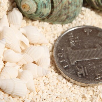 100 τμχ Mini Sea Shell Conches Craft Γάμος Κήπος Διακόσμηση Ενυδρείο Κοχύλι Κόγχες Ποικιλία θαλασσινών κοχυλιών Marine Life For,&