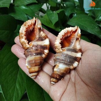 2 PC Κοινά τριχωτά κοχύλια Triton Natural Orange Cymatium Pileare Seashell 8-10CM Σπίτι Έπιπλα γάμου Τεμάχια Δώρα Δεξαμενή ψαριών