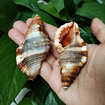 2 PC Κοινά τριχωτά κοχύλια Triton Natural Orange Cymatium Pileare Seashell 8-10CM Σπίτι Έπιπλα γάμου Τεμάχια Δώρα Δεξαμενή ψαριών