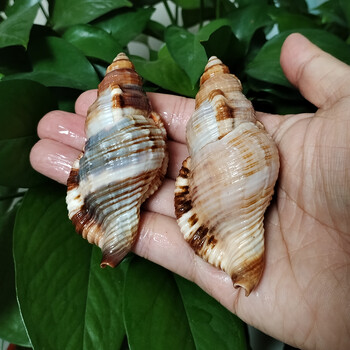 2 PC Κοινά τριχωτά κοχύλια Triton Natural Orange Cymatium Pileare Seashell 8-10CM Σπίτι Έπιπλα γάμου Τεμάχια Δώρα Δεξαμενή ψαριών