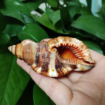 2 PC Κοινά τριχωτά κοχύλια Triton Natural Orange Cymatium Pileare Seashell 8-10CM Σπίτι Έπιπλα γάμου Τεμάχια Δώρα Δεξαμενή ψαριών