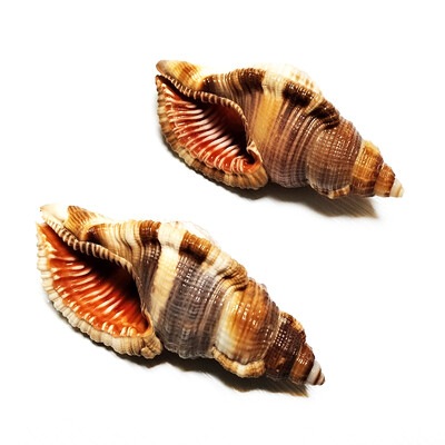 2 PC Κοινά τριχωτά κοχύλια Triton Natural Orange Cymatium Pileare Seashell 8-10CM Σπίτι Έπιπλα γάμου Τεμάχια Δώρα Δεξαμενή ψαριών