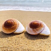 Natūralūs kriauklės kriauklės Atsiskyrėlis Krabas Pakaitinis Geltonas Namų Jūros kriauklės Sraigių Duonos Dekoracija Duonos Kriauklės H4O3