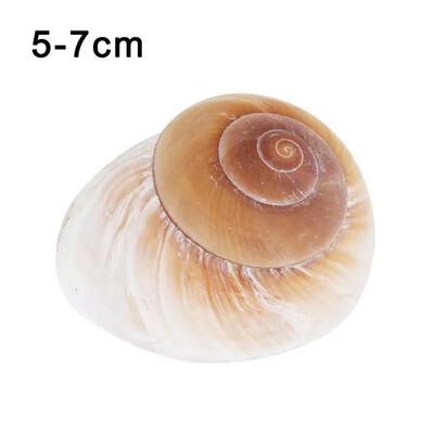 Natūralūs kriauklės kriauklės Atsiskyrėlis Krabas Pakaitinis Geltonas Namų Jūros kriauklės Sraigių Duonos Dekoracija Duonos Kriauklės H4O3