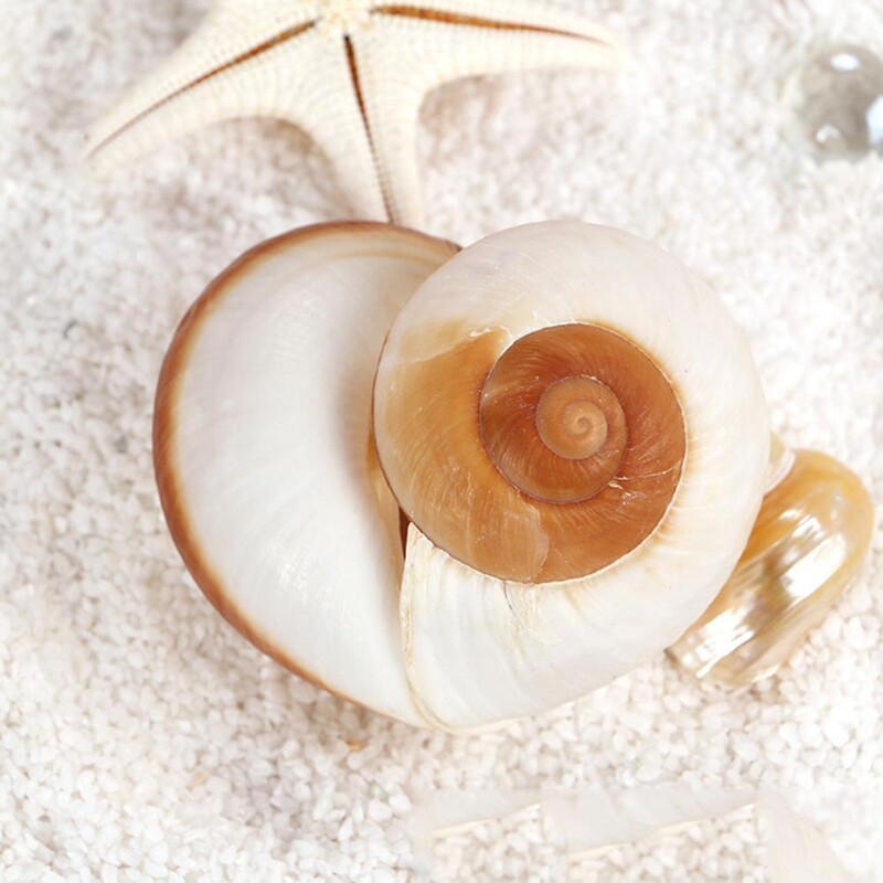 Natūralūs kriauklės kriauklės Atsiskyrėlis Krabas Pakaitinis Geltonas Namų Jūros kriauklės Sraigių Duonos Dekoracija Duonos Kriauklės H4O3