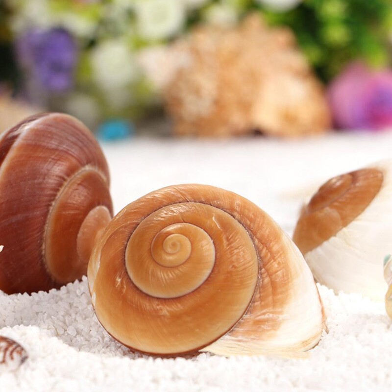 Natūralūs kriauklės kriauklės Atsiskyrėlis Krabas Pakaitinis Geltonas Namų Jūros kriauklės Sraigių Duonos Dekoracija Duonos Kriauklės H4O3