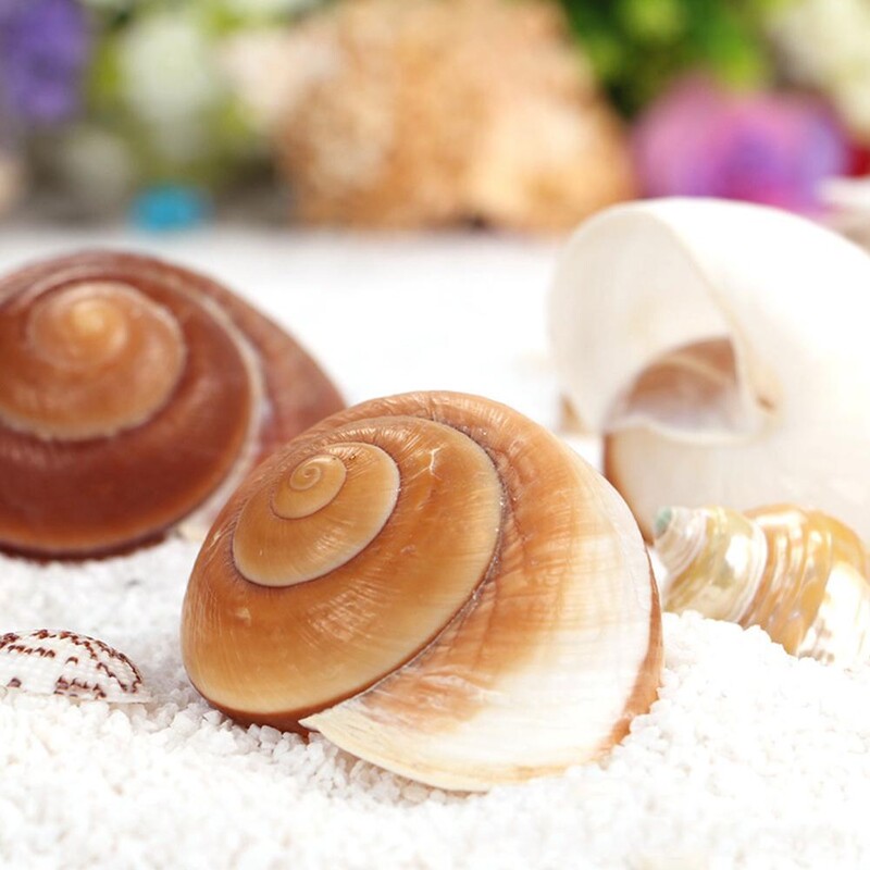 Natūralūs kriauklės kriauklės Atsiskyrėlis Krabas Pakaitinis Geltonas Namų Jūros kriauklės Sraigių Duonos Dekoracija Duonos Kriauklės H4O3