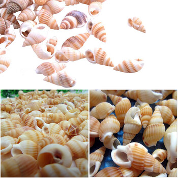 100τμχ Natural Craft Small Conch Shell Ενυδρείο Διακόσμηση δεξαμενής ψαριών Βάζο Γεμιστικό Σπίτι Γαμήλιο πάρτι Diy βραχιόλι Κολιέ χάντρες