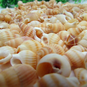 100τμχ Natural Craft Small Conch Shell Ενυδρείο Διακόσμηση δεξαμενής ψαριών Βάζο Γεμιστικό Σπίτι Γαμήλιο πάρτι Diy βραχιόλι Κολιέ χάντρες