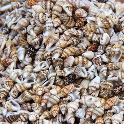 100 бр. Естествен занаят Малка раковина Аквариум Декорация на аквариум Пълнител за ваза Домашно парти Сватба Направи си сам Гривна Колие Мъниста