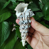 8-10cm Ritka Torony Csiga Turritella Természetes tengeri kagylók Esküvői Otthoni Akvárium Díszek Asztali parti díszek Barkács kézműves