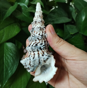 8-10cm Rare Tower Snail Turritella Φυσικά κοχύλια θάλασσας για γαμήλια διακοσμήσεις δεξαμενών ψαριών Διακοσμητικά για πάρτι τραπεζιού Χειροτεχνίες DIY