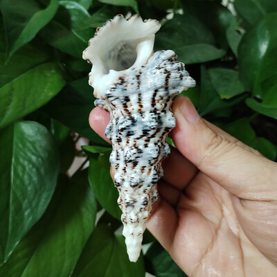 8-10 CM Reti tornis Gliemežu Turritella Dabiski jūras gliemežvāki kāzām Mājai Zivju tvertņu rotājumi Galda ballīšu rotājumi DIY Amatniecība