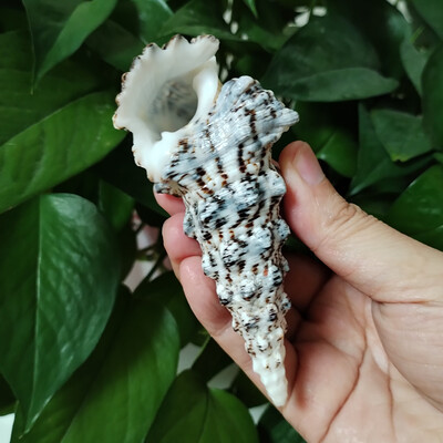 8-10cm Ritka Torony Csiga Turritella Természetes tengeri kagylók Esküvői Otthoni Akvárium Díszek Asztali parti díszek Barkács kézműves