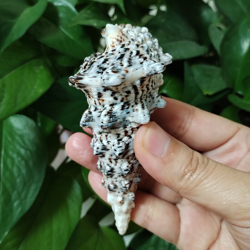 8-10cm Ritka Torony Csiga Turritella Természetes tengeri kagylók Esküvői Otthoni Akvárium Díszek Asztali parti díszek Barkács kézműves