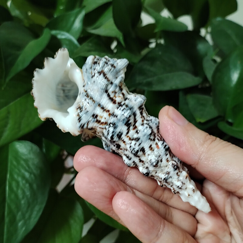 8-10cm Ritka Torony Csiga Turritella Természetes tengeri kagylók Esküvői Otthoni Akvárium Díszek Asztali parti díszek Barkács kézműves