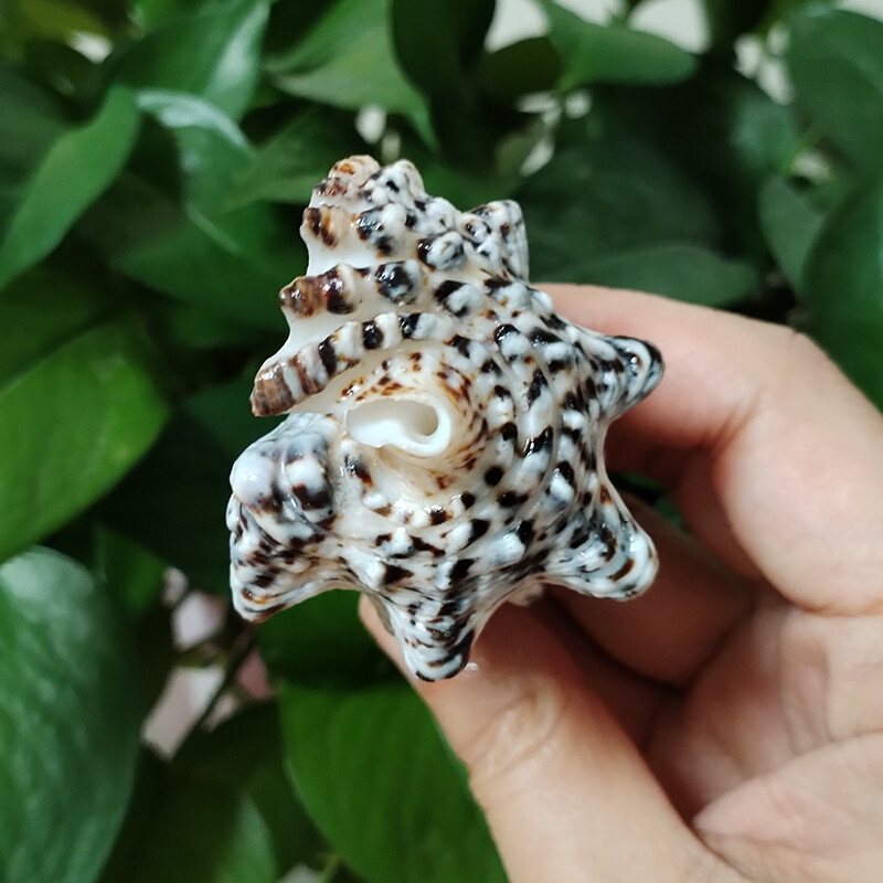 8-10cm Ritka Torony Csiga Turritella Természetes tengeri kagylók Esküvői Otthoni Akvárium Díszek Asztali parti díszek Barkács kézműves