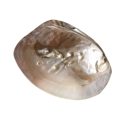 INS Korea Cochilie din sticlă Placă decorativă Depozitare bijuterii Placă de fundal foto Bijuterii Cochilie naturală mare pentru casă Recuzită nordică Q2E4