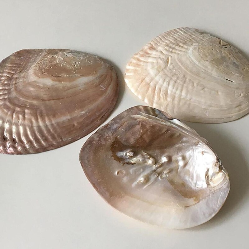 INS Korea Cochilie din sticlă Placă decorativă Depozitare bijuterii Placă de fundal foto Bijuterii Cochilie naturală mare pentru casă Recuzită nordică Q2E4