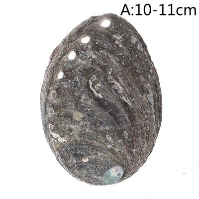 Φυσικά κοχύλια Abalone Seashells Home Ενυδρείο Τοπίο DIY Ναυτική διακόσμηση