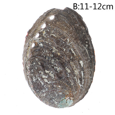 Φυσικά κοχύλια Abalone Seashells Home Ενυδρείο Τοπίο DIY Ναυτική διακόσμηση