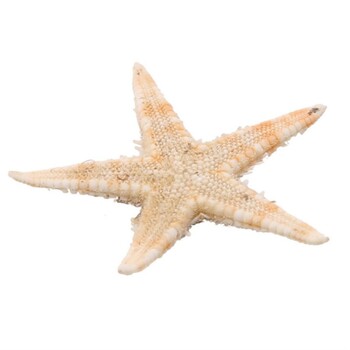 Αξεσουάρ χειροτεχνίας Starfish Διακόσμηση σπιτιού Shell Micro Landscape 100 τμχ/τσάντα