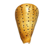 Shell Conch Crafts Φυσικά Δείγματα Σαλιγκάρι Διακοσμήσεις Σπιτιού Διακόσμηση Ωκεανού Κοχύλια θάλασσας