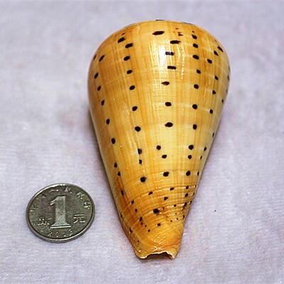 Shell Conch Crafts Φυσικά Δείγματα Σαλιγκάρι Διακοσμήσεις Σπιτιού Διακόσμηση Ωκεανού Κοχύλια θάλασσας