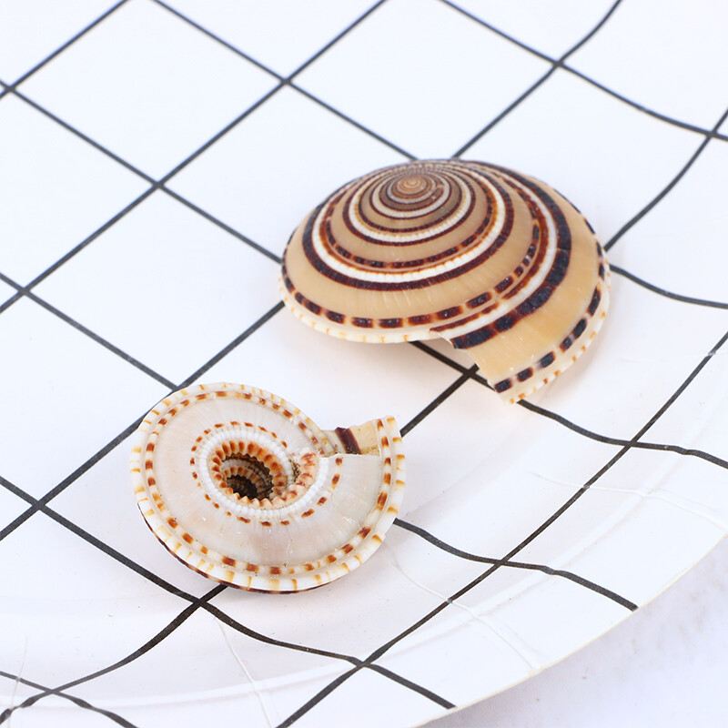 5db/tétel 20-40mm vegyes spirális kagylógyöngyök medálok Beach Craft természetes tengeri kagyló kézműves dekoráció barkács kézzel készített kiegészítők