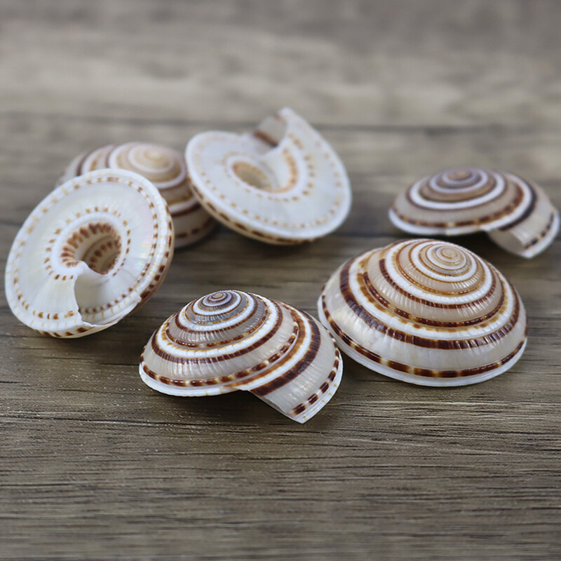 5db/tétel 20-40mm vegyes spirális kagylógyöngyök medálok Beach Craft természetes tengeri kagyló kézműves dekoráció barkács kézzel készített kiegészítők