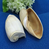 Scoici uriașe de scoici Volute Cymbiola Imperialis Shell natural Perfect pentru acvariu de pește nuntă Decor acasă petrecere tematică pe plajă 10-15 cm