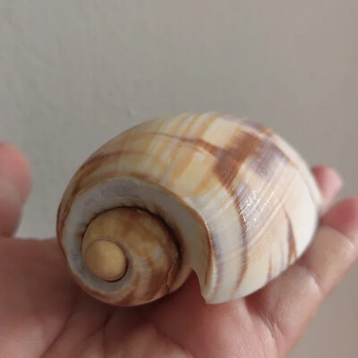 Scoici uriașe de scoici Volute Cymbiola Imperialis Shell natural Perfect pentru acvariu de pește nuntă Decor acasă petrecere tematică pe plajă 10-15 cm