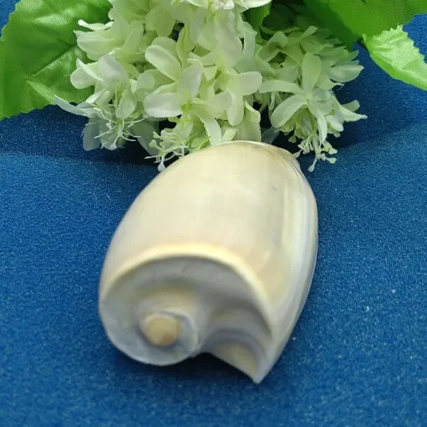 Scoici uriașe de scoici Volute Cymbiola Imperialis Shell natural Perfect pentru acvariu de pește nuntă Decor acasă petrecere tematică pe plajă 10-15 cm