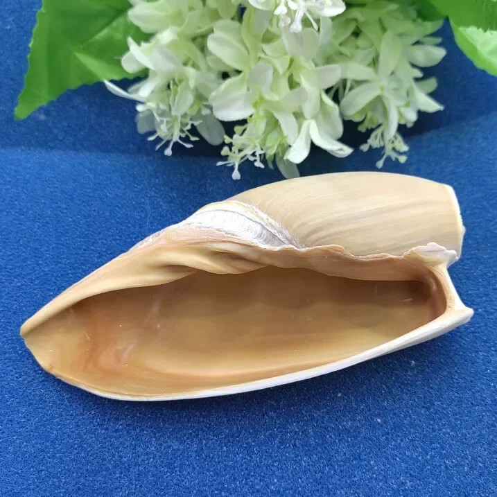 Scoici uriașe de scoici Volute Cymbiola Imperialis Shell natural Perfect pentru acvariu de pește nuntă Decor acasă petrecere tematică pe plajă 10-15 cm