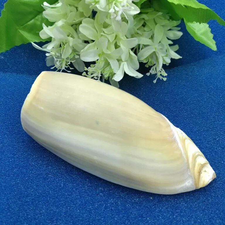 Scoici uriașe de scoici Volute Cymbiola Imperialis Shell natural Perfect pentru acvariu de pește nuntă Decor acasă petrecere tematică pe plajă 10-15 cm