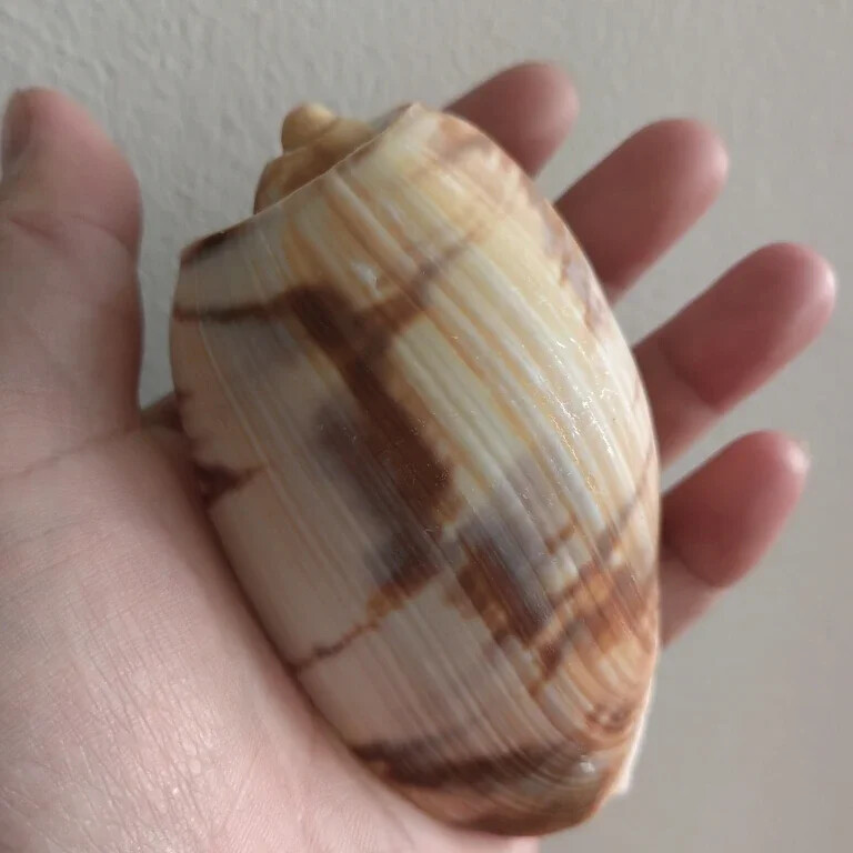 Scoici uriașe de scoici Volute Cymbiola Imperialis Shell natural Perfect pentru acvariu de pește nuntă Decor acasă petrecere tematică pe plajă 10-15 cm