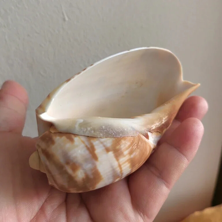 Scoici uriașe de scoici Volute Cymbiola Imperialis Shell natural Perfect pentru acvariu de pește nuntă Decor acasă petrecere tematică pe plajă 10-15 cm