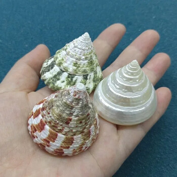 Natural Emperor\'s Slit Shell Orange Tower Snail Seashell Specimen Collection Aquarium Fish Tank Landscape Photo Props Διακόσμηση