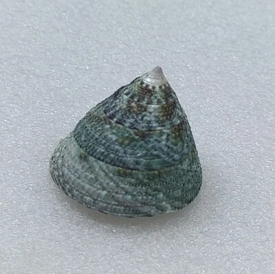 Dabiskā imperatora šķēluma apvalks apelsīnu tornis gliemežu jūras gliemežvāku paraugu kolekcija akvārija zivju tvertnes ainava foto rekvizītu dekorēšana