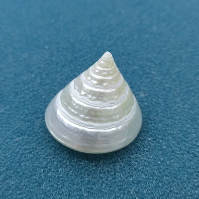 Dabiskā imperatora šķēluma apvalks apelsīnu tornis gliemežu jūras gliemežvāku paraugu kolekcija akvārija zivju tvertnes ainava foto rekvizītu dekorēšana