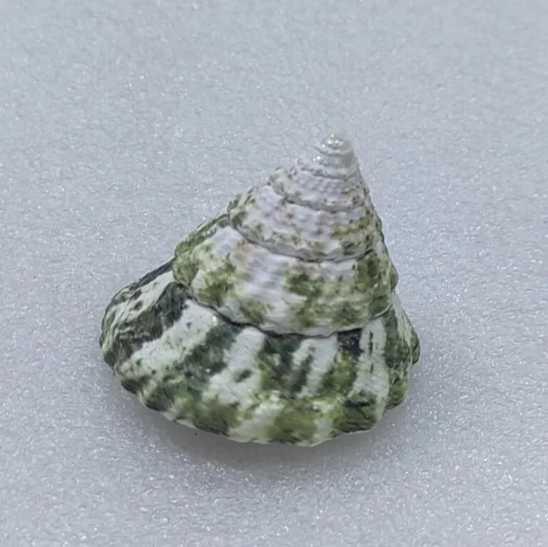 Dabiskā imperatora šķēluma apvalks apelsīnu tornis gliemežu jūras gliemežvāku paraugu kolekcija akvārija zivju tvertnes ainava foto rekvizītu dekorēšana