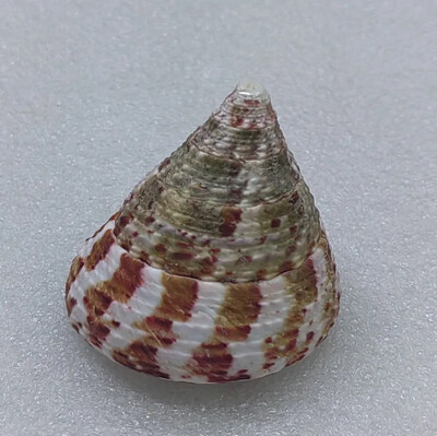 Natural Emperor's Slit Shell Orange Tower Snail Seashell Specimen Collection Aquarium Fish Tank Landscape Photo Props Διακόσμηση