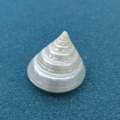 Natural Emperor's Slit Shell Orange Tower Snail Seashell Specimen Collection Aquarium Fish Tank Landscape Photo Props Διακόσμηση