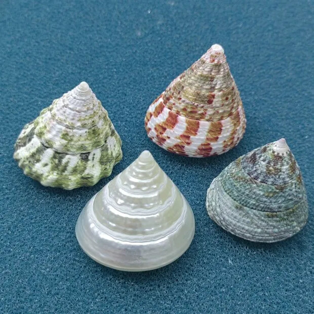 Natural Emperor's Slit Shell Orange Tower Snail Seashell Specimen Collection Aquarium Fish Tank Landscape Photo Props Διακόσμηση