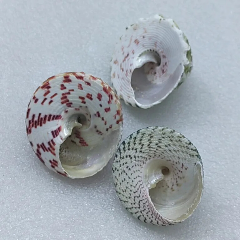 Natural Emperor's Slit Shell Orange Tower Snail Seashell Specimen Collection Aquarium Fish Tank Landscape Photo Props Διακόσμηση