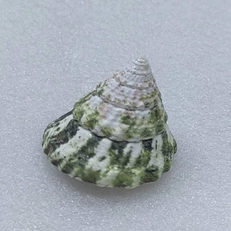 Natural Emperor's Slit Shell Orange Tower Snail Seashell Specimen Collection Aquarium Fish Tank Landscape Photo Props Διακόσμηση