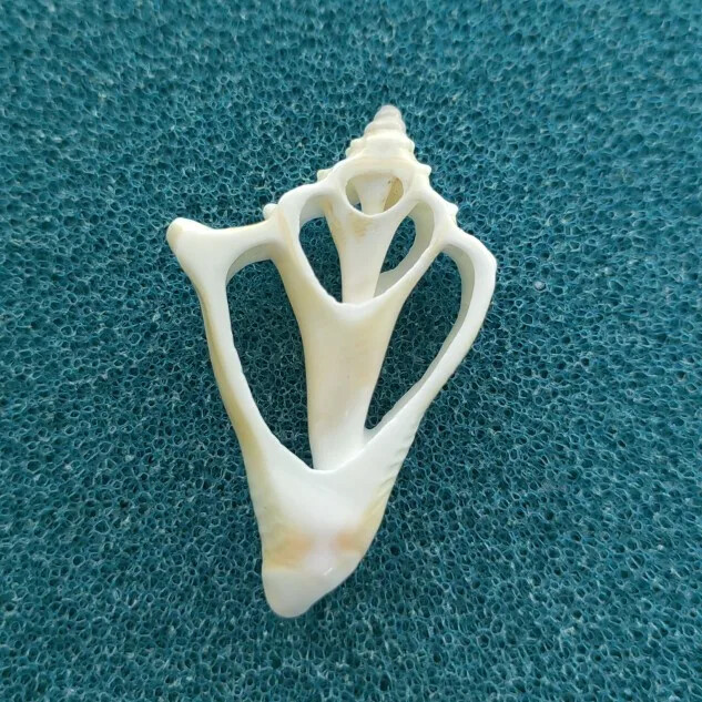 Джули Уанг 7-9 см естествена раковина с кухи резени талисмани Seashell Beach Aquarium Decor Ръчно изработени аксесоари за изработка на бижута