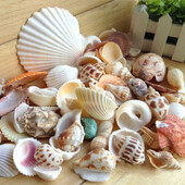 200g/συσκευασία Natural Beach Shell&Conch SeaShells Aquarium Fish Tank Decoration Landscaping